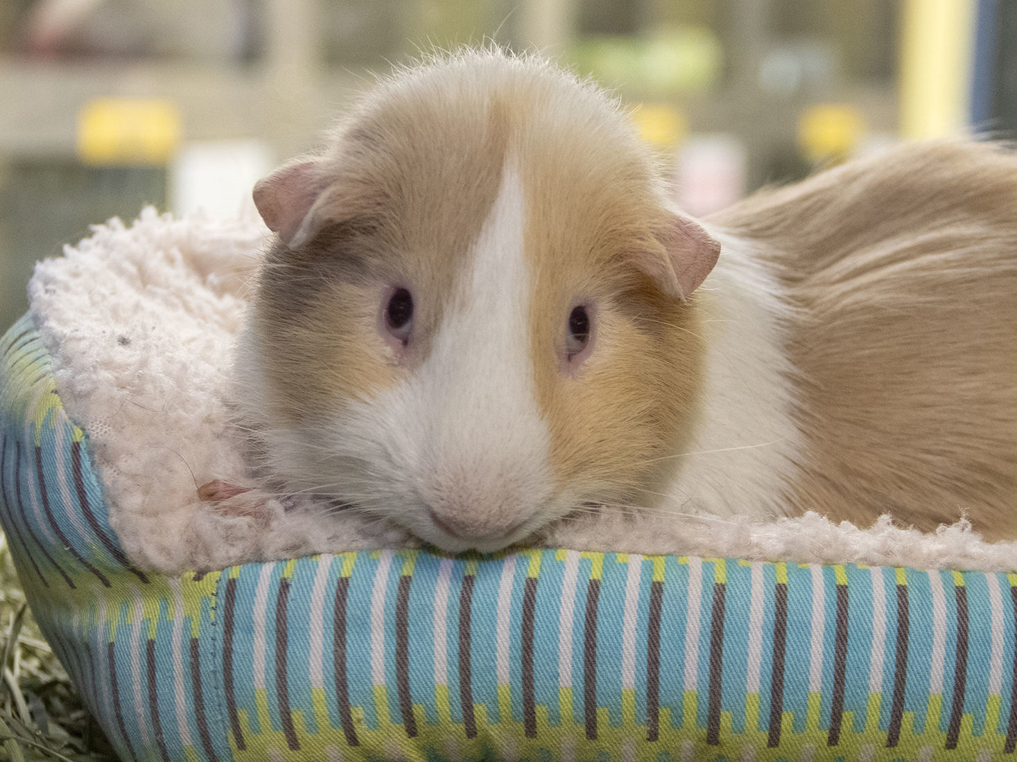 Last week's pet, still available: EmEm